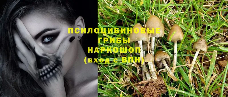 Галлюциногенные грибы Psilocybine cubensis  Коряжма 